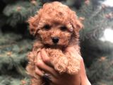 Brown Renk Orjinal Toy poodle