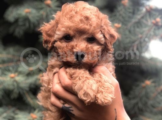 Brown Renk Orjinal Toy Poodle