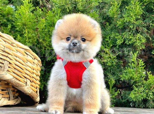 Ayi Suratli Pomerani̇an Boo Yavrularimiz görsel