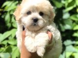 Baby Face Maltıpoo
