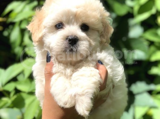 Baby Face Maltıpoo görsel