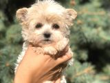 Dizayn Irk Teacup Morkie