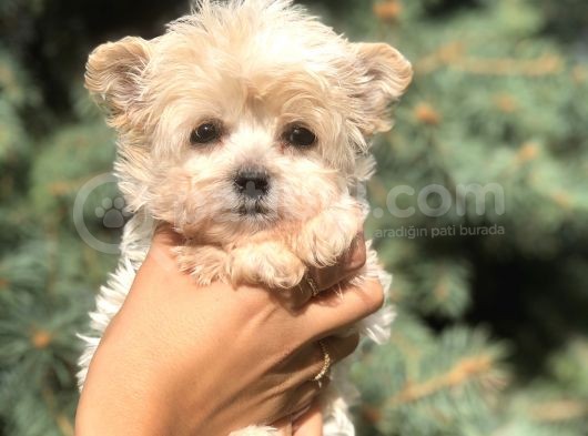 Dizayn Irk Teacup Morkie görsel