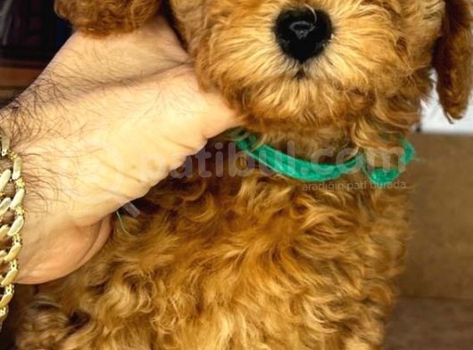 Orji̇nal Toy Poddle görsel