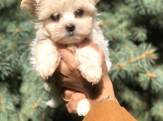 Babyface Teacup Morkie görsel