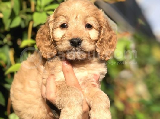 Tr En Özel Maltıpoo Yavrularımız görsel