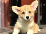 Turkiyede Tek Pembroke Welsh Corgi Bebekler