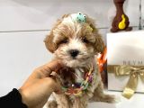 F2 Multigen Maltipoo Bebekler Mini