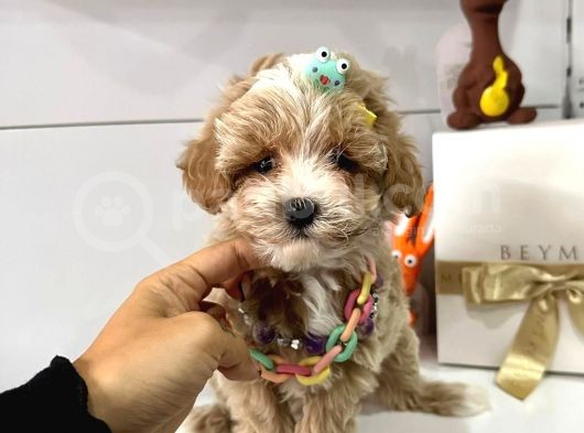 F2 Multigen Maltipoo Bebekler Mini