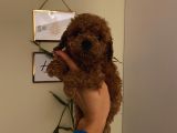 Sağlık Ve Ömür Boyu Irk Garantili Poodle Yavrularımız