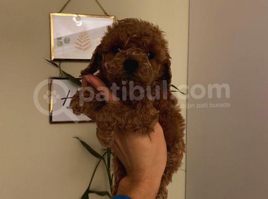 Sağlık Ve Ömür Boyu Irk Garantili Poodle Yavrularımız görsel