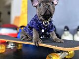 Süper Anatomi Blue French Bulldog