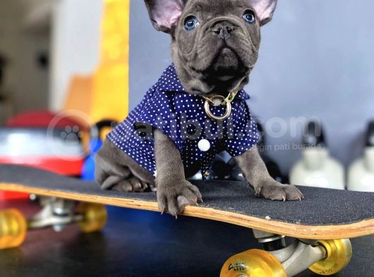 Süper Anatomi Blue French Bulldog