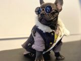 Süper Anatomi Blue French Bulldog