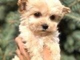 Cep Herkülü Teacup Morkie