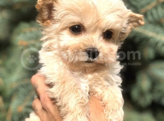Cep Herkülü Teacup Morkie görsel