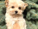 Cep Herkülü Teacup Morkie