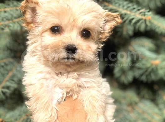 Cep Herkülü Teacup Morkie görsel