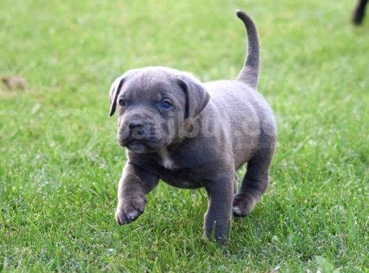 Blue Cane Corso Yavrular görsel