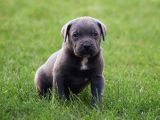 Blue Cane Corso Yavrular