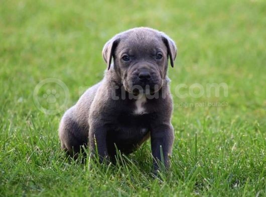 Blue Cane Corso Yavrular görsel