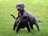 Blue Cane Corso Yavrular