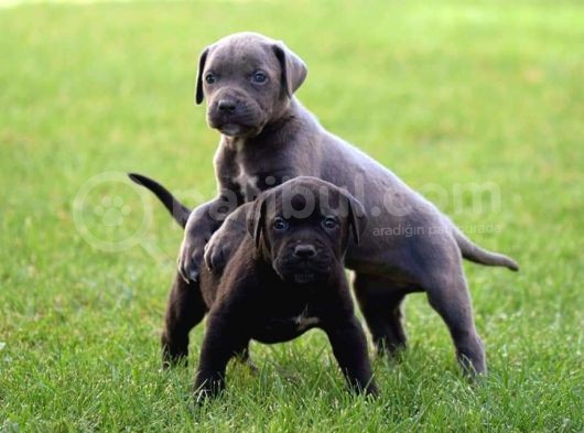 Blue Cane Corso Yavrular görsel