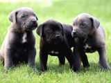 Blue Cane Corso Yavrular