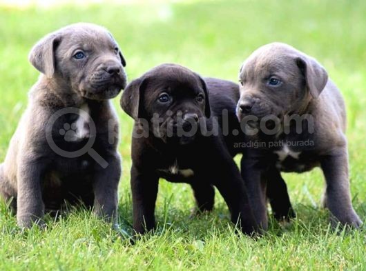 Blue Cane Corso Yavrular