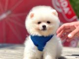 Bi̇r Bi̇ri̇nden  Güzel Yavru Köpekler Pomeranian