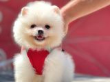Bi̇r Bi̇ri̇nden  Güzel Yavru Köpekler Pomeranian