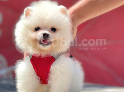 Bi̇r Bi̇ri̇nden  Güzel Yavru Köpekler Pomeranian görsel