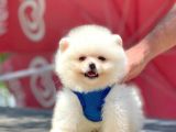 Bi̇r Bi̇ri̇nden  Güzel Yavru Köpekler Pomeranian