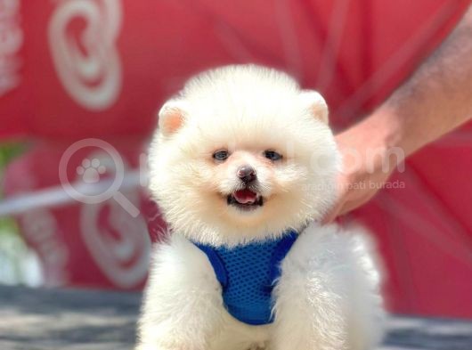 Bi̇r Bi̇ri̇nden  Güzel Yavru Köpekler Pomeranian görsel