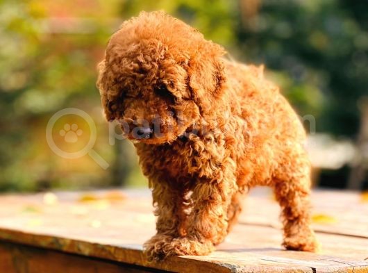 Çok Sevi̇mli̇ Poodle Yavrulari Yeni̇ Dostlarini Bekli̇yor