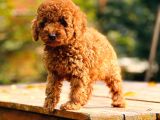 Çok Sevi̇mli̇ Poodle Yavrulari Yeni̇ Dostlarini Bekli̇yor