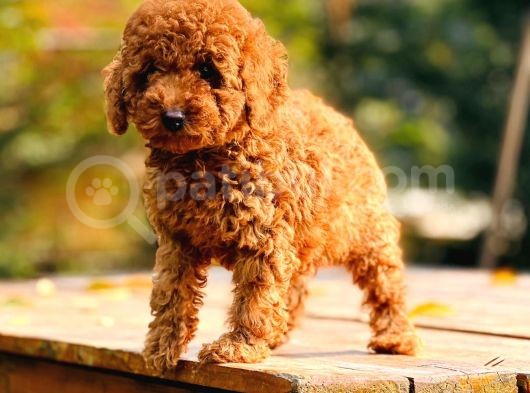 Çok Sevi̇mli̇ Poodle Yavrulari Yeni̇ Dostlarini Bekli̇yor görsel