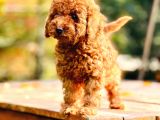 Çok Sevi̇mli̇ Poodle Yavrulari Yeni̇ Dostlarini Bekli̇yor