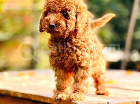 Çok Sevi̇mli̇ Poodle Yavrulari Yeni̇ Dostlarini Bekli̇yor görsel