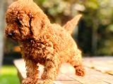 Çok Sevi̇mli̇ Poodle Yavrulari Yeni̇ Dostlarini Bekli̇yor