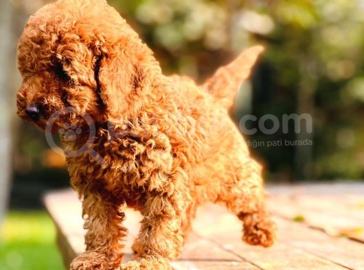 Çok Sevi̇mli̇ Poodle Yavrulari Yeni̇ Dostlarini Bekli̇yor görsel