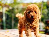 Çok Sevi̇mli̇ Poodle Yavrulari Yeni̇ Dostlarini Bekli̇yor