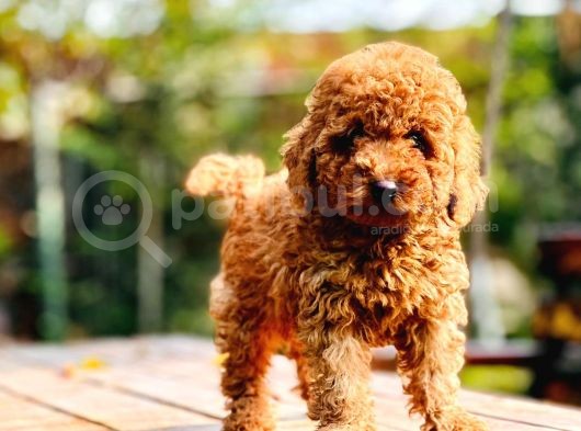 Çok Sevi̇mli̇ Poodle Yavrulari Yeni̇ Dostlarini Bekli̇yor görsel