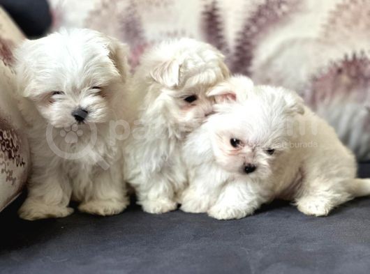 Tea Cup Maltese Terri̇er Yavrulari Orji̇nal görsel