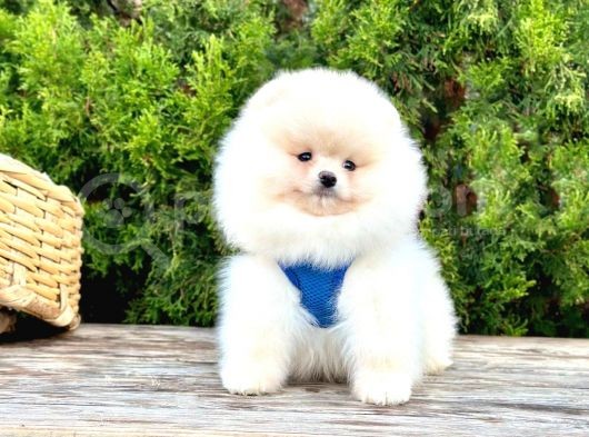Pomeranian Boo Çocuklarımız