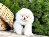 Pomeranian Boo Çocuklarımız