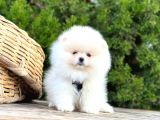 Pomeranian Boo Çocuklarımız