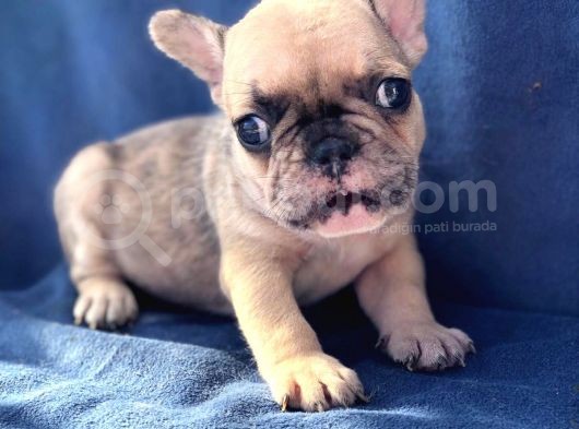 French Bulldog Bebeklerim görsel