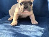 French Bulldog Bebeklerim