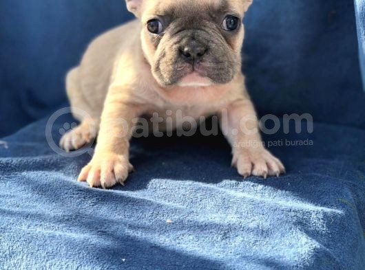French Bulldog Bebeklerim görsel